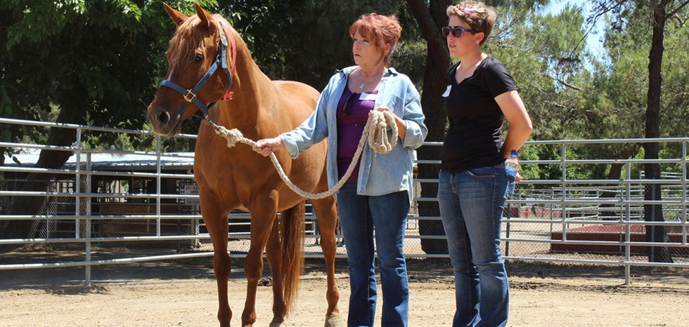 Horses Help Caregivers Beat Stress and Depression